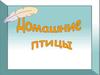 Домашние птицы