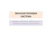 Женская половая система