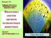 Филогенез систем органов позвоночных животных