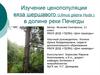 Изучение ценопопуляции вяза шершавого (Ulmus glabra Huds.) в долине реки Печегды
