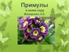 Примулы в моем саду