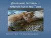 Домашние питомцы – котенок Ася и пес Тоша