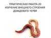 Изучение внешнего строения дождевого червя