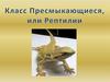 Класс Пресмыкающиеся, или Рептилии