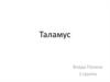 Таламус. Горизонтальный срез