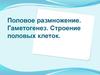 Половое размножение. Гаметогенез. Строение половых клеток