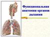 Функциональная анатомия органов дыхания