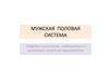 Мужская половая система