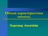 Общая характеристика нематод. Подотряд Ascaridata