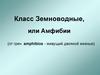 Класс Земноводные, или Амфибии. Особенности внешнего строения, скелета и мускулатуры земноводных