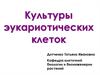 Культуры эукариотических клеток