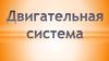 Двигательная система