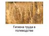 Гигиена труда в полеводстве