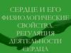 Сердце и его физиологические свойства. Регуляция деятельности сердца