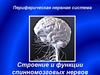 Периферическая нервная система. Строение и функции спинномозговых нервов