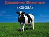 Домашние животные. Корова