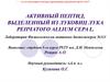 Активный пептид, выделенный из луковиц лука репчатого ALLIUM CEPA L