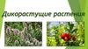 Дикорастущие растения
