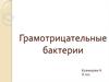 Грамотрицательные бактерии