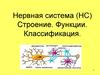 Нервная система. Строение. Функции. Классификация