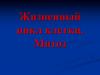 Жизненный цикл клетки. Митоз