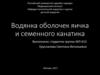 Водянка оболочек яичка и семенного канатика