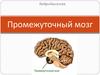 Промежуточный мозг