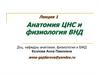 Анатомия ЦНС и физиология ВНД