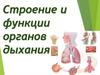 Строение и функции органов дыхания