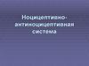 Ноцицептивно-антиноцицептивная система
