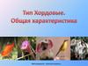 Тип Хордовые. Общая характеристика