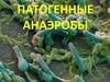 Патогенные анаэробы