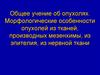 Общее учение об опухолях. Морфологические особенности опухолей из тканей, производных мезенхимы, из эпителия, из нервной ткани