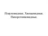 Плауновидные. Хвощевидные. Папоротниковидные