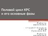 Половой цикл КРС и его основные фазы