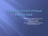 Семена культурных растений