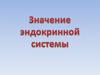 Значение эндокринной системы