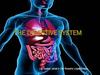 The Digestive system