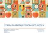 Этапы развития головного мозга