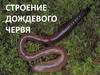 Строение дождевого червя