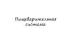 Пищеварительная система