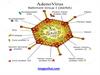 Adeno virus