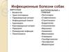 Инфекционные болезни собак