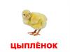 Домашние птицы. Детки