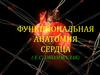 Функциональная анатомия сердца