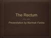 The Rectum. Introduction