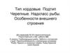 Тип хордовые. Подтип Черепные. Надкласс рыбы. Особенности внешнего строения
