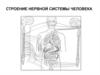 Строение нервной системы человека. (Лекция 5)