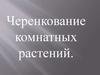 Черенкование комнатных растений