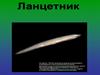 Тип Хордовые. Ланцетник